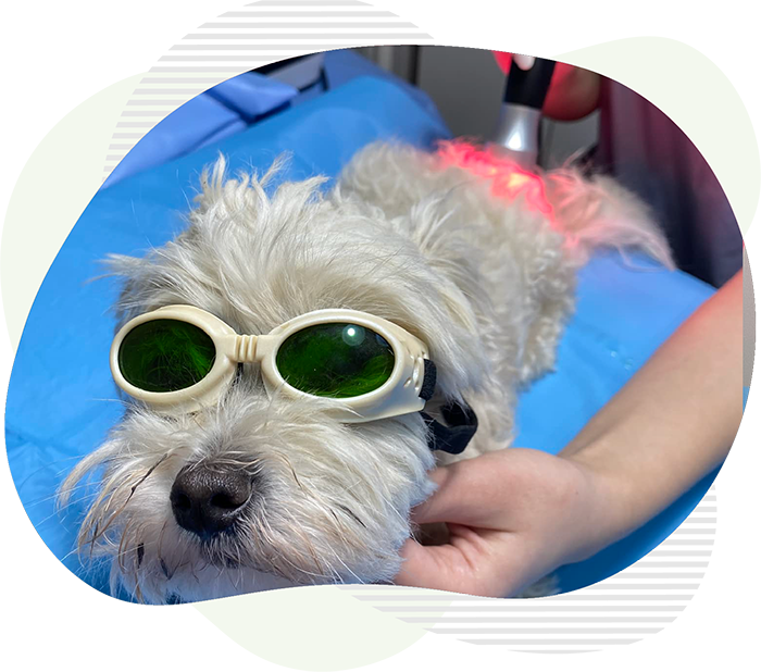 Laserterapie caine la clinica veterinara Vasi-Vet Botosani