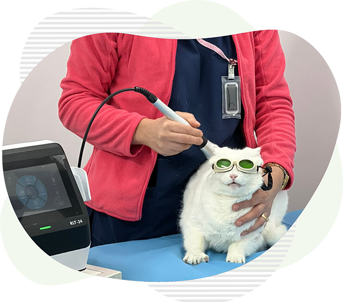 Terapie cu laser pisica la clinica veterinara Vasi-Vet Botosani