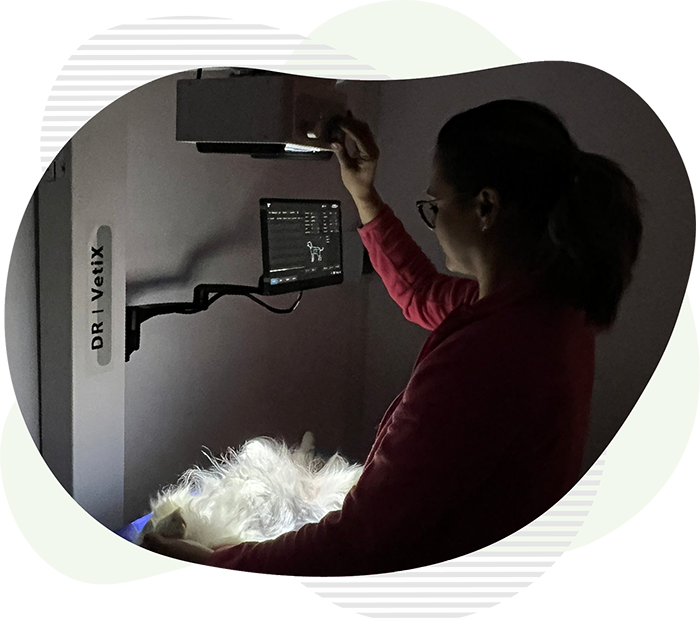 Radiografie veterinara la clinica Vasi-Vet Botosani