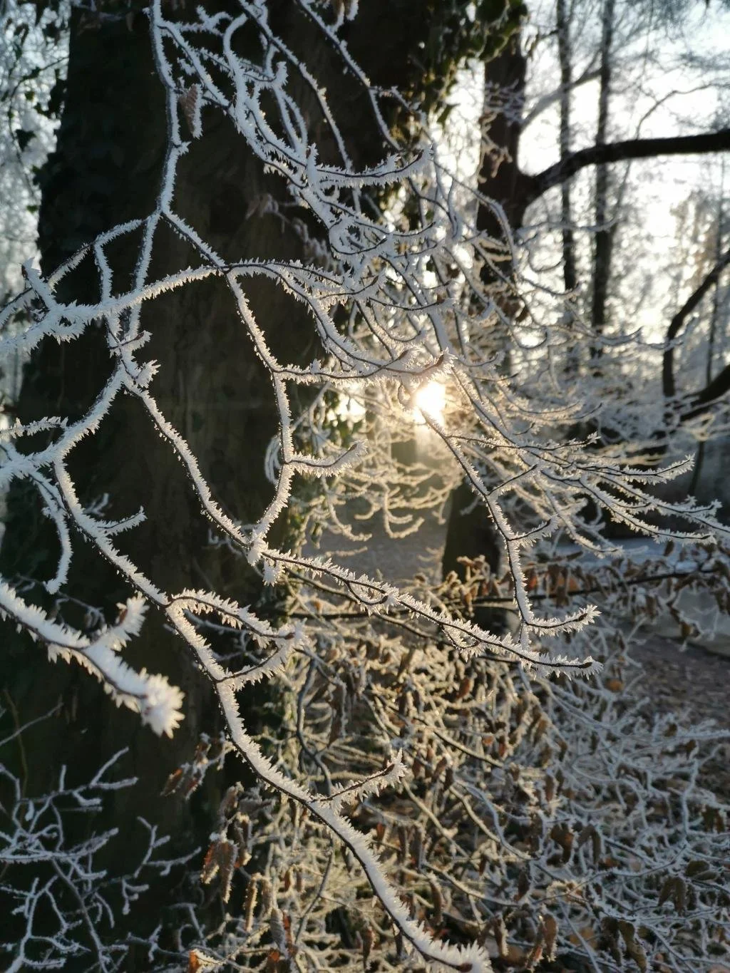 Trauer in der Adventszeit 