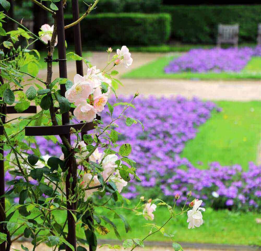 Vue apaisante d’un jardin fleuri dans un parc de Boulogne-Billancourt, avec des roses blanches et des massifs de violettes. Un cadre idyllique pour découvrir comment devenir mannequin d’essayage.