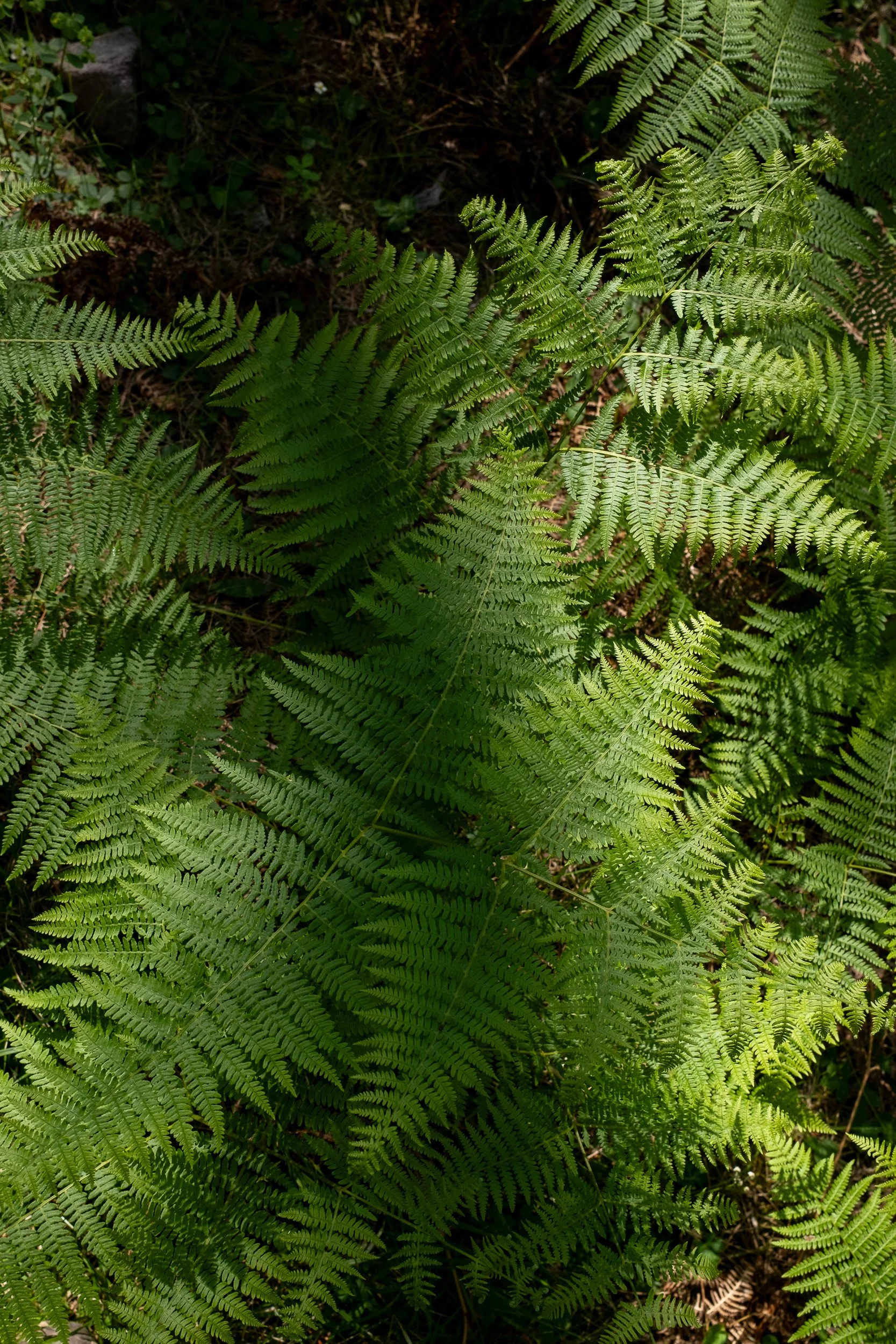 Nahaufnahme von grünen Farnblättern im Wald.