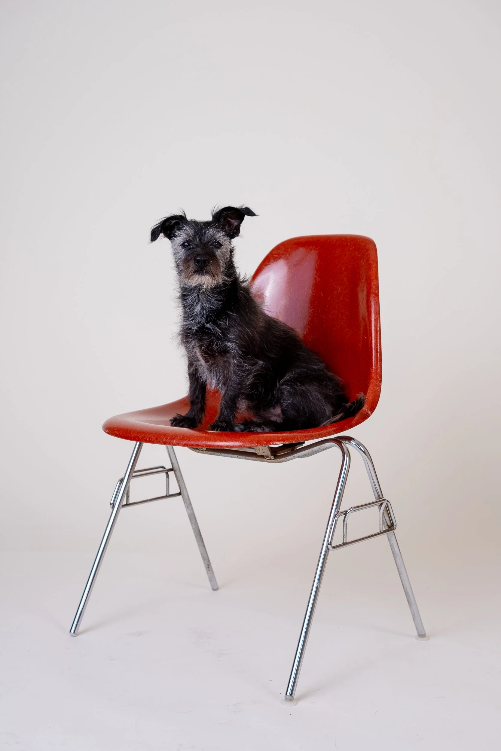 Ein kleiner schwarzer Hund sitzt auf einem roten Stuhl vor einem weißen Hintergrund.