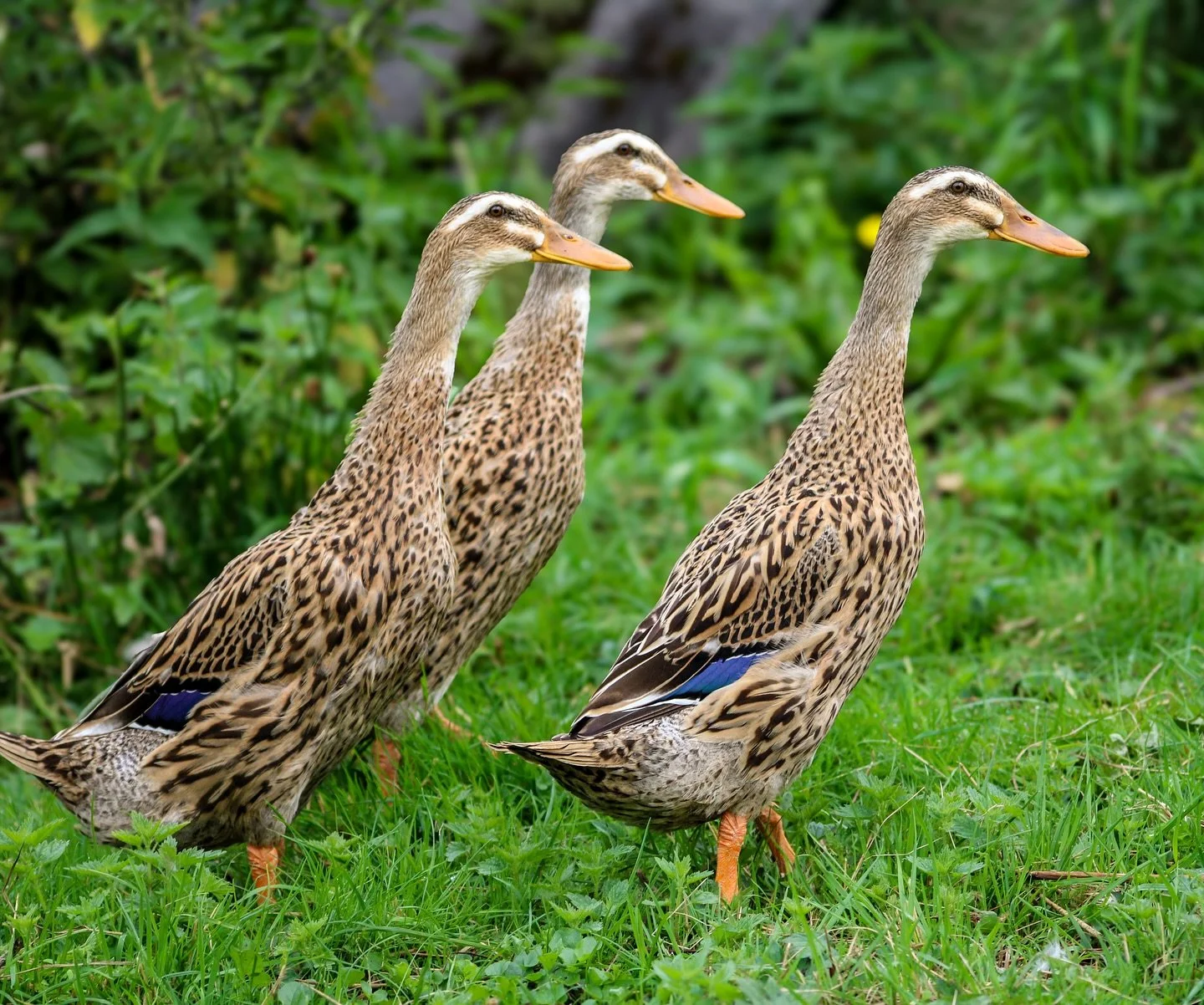 Quackpack p&aring; patrulje 🦆
