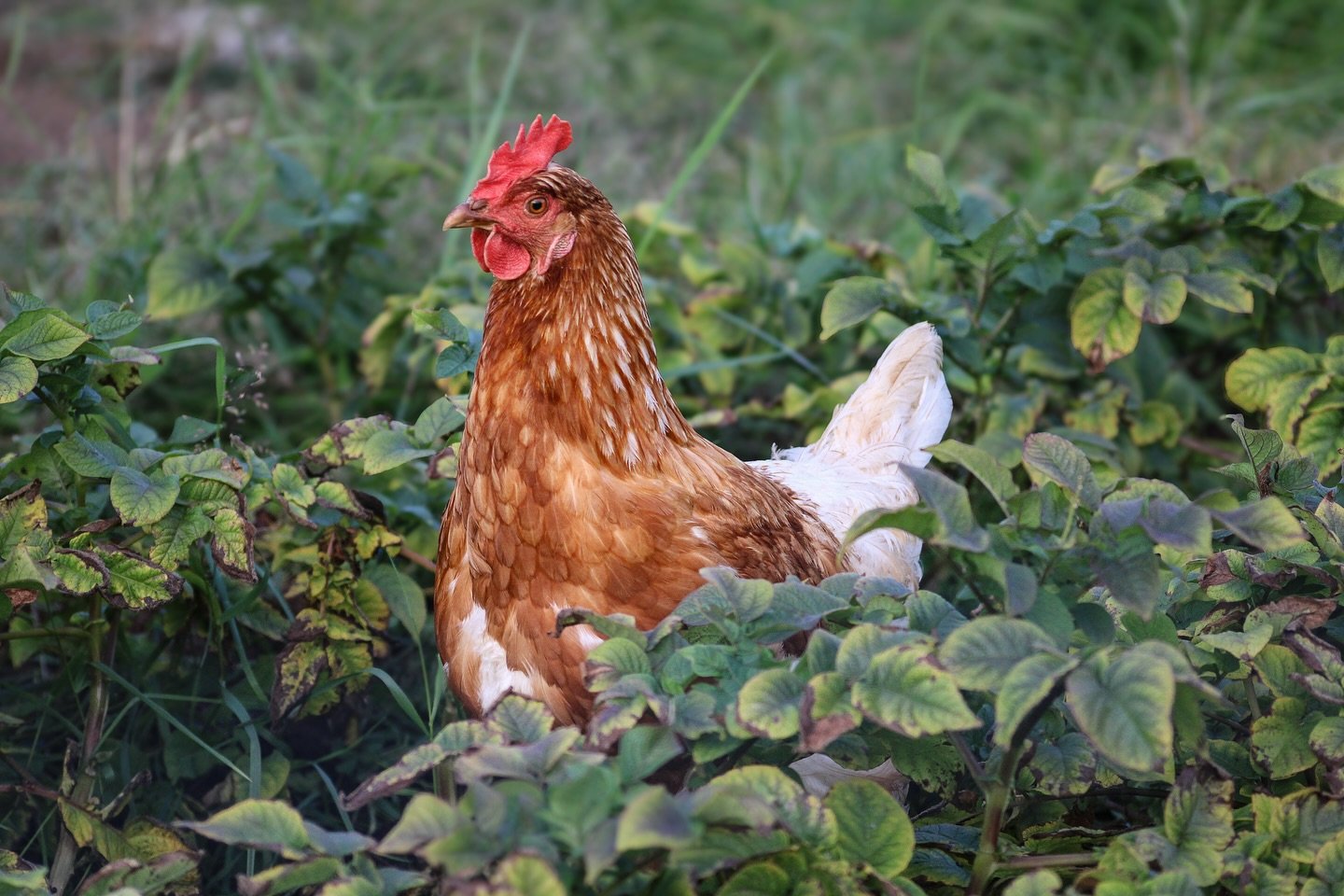 Koser seg i potet&aring;keren 🐓🥔