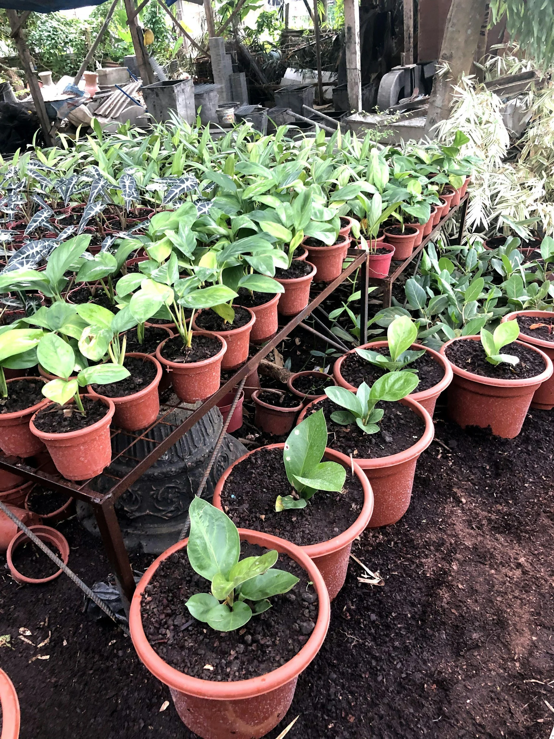 Ashover Produce Club Plant Sale