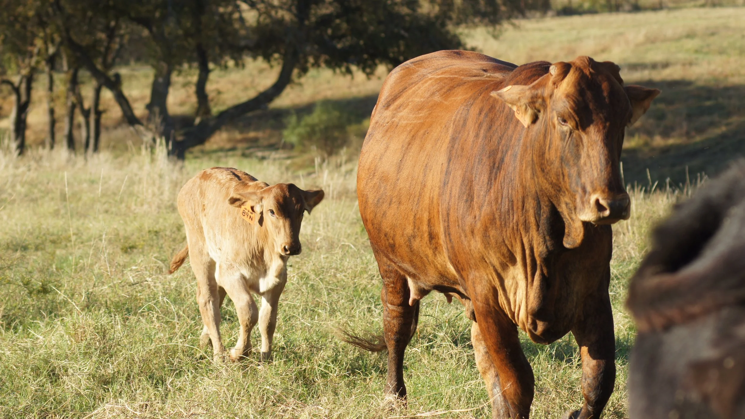 A cow with a brown coat and a calf with a light brown coat standing in a grassy field with trees in the background.