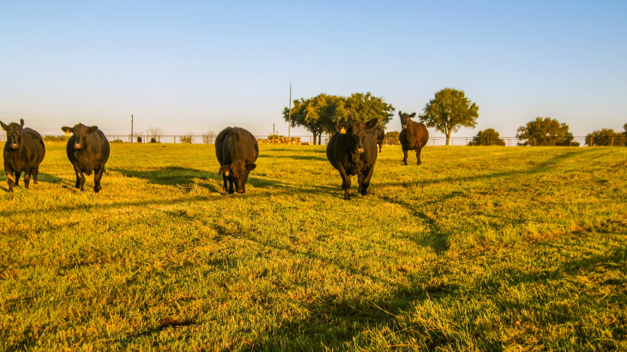 Five SimAngus cows walking on a grassy field during sunset with trees and a fence in the background.