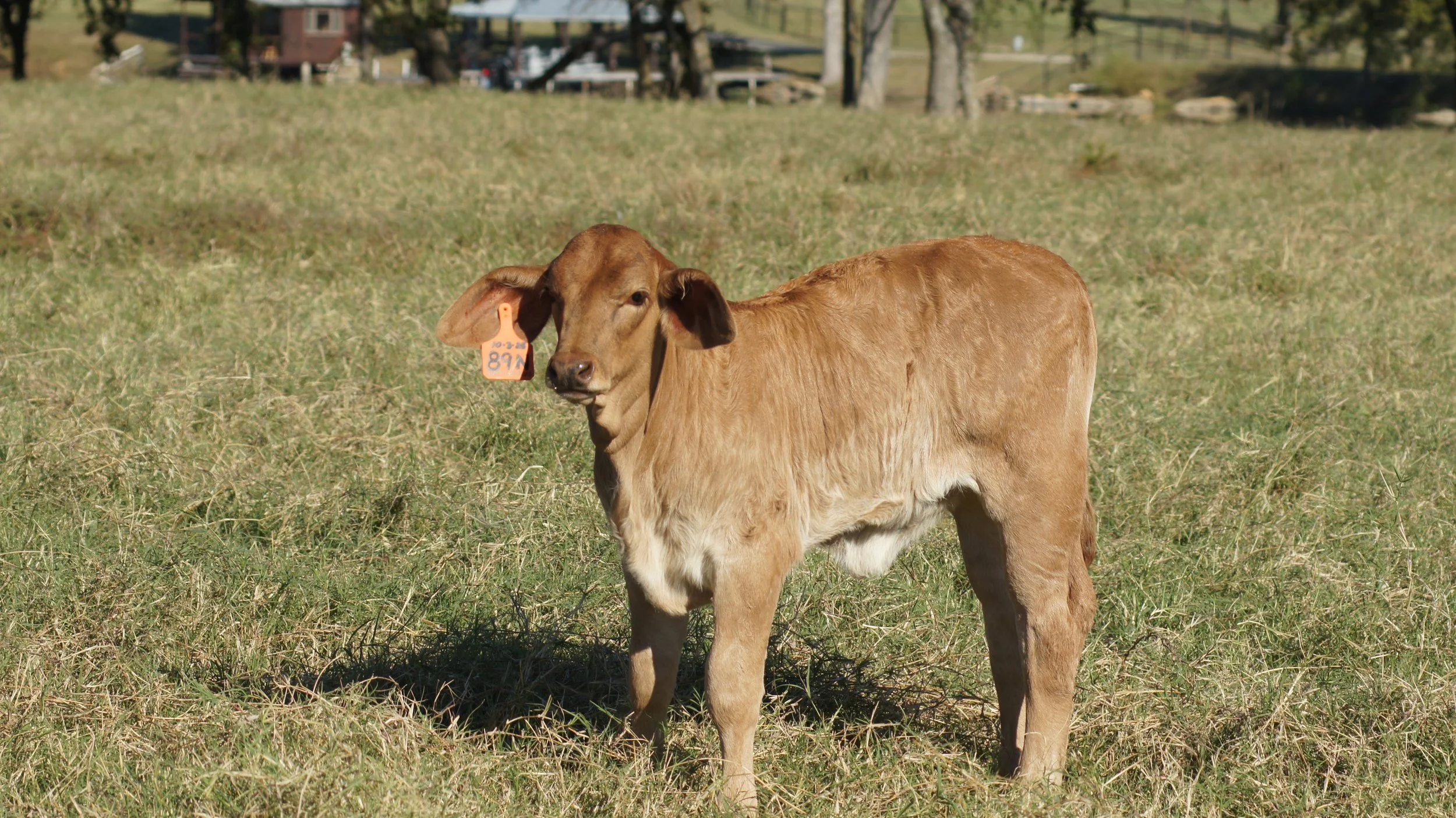 A SimAngus calf standing in a grassy field with a tag on its ear, in a rural area with trees and a building in the background.