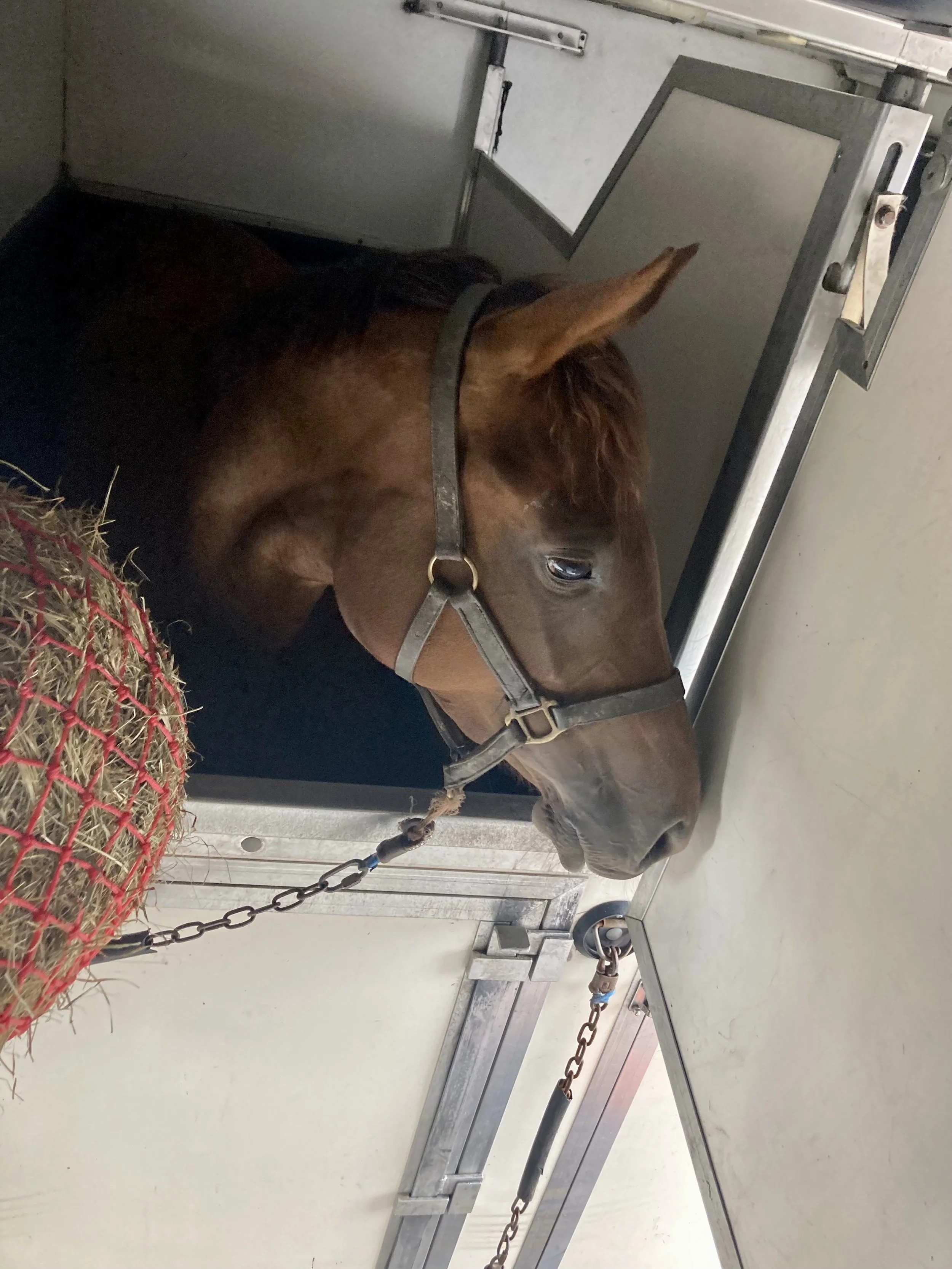 callia horse tansport horse in tansit 7.jpg