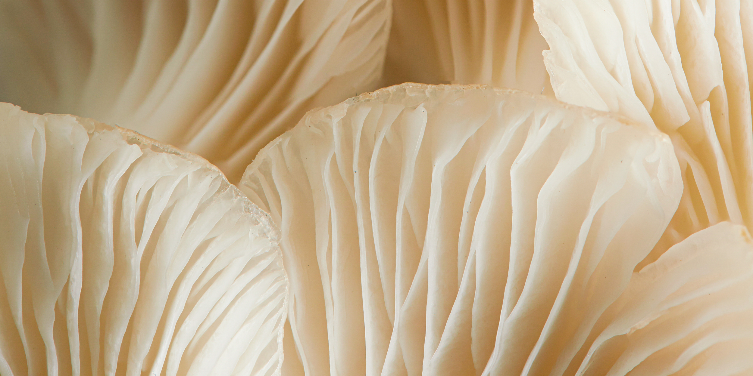 Close-up view of the inside of a white mushroom showing the gills and the smooth cap edge.