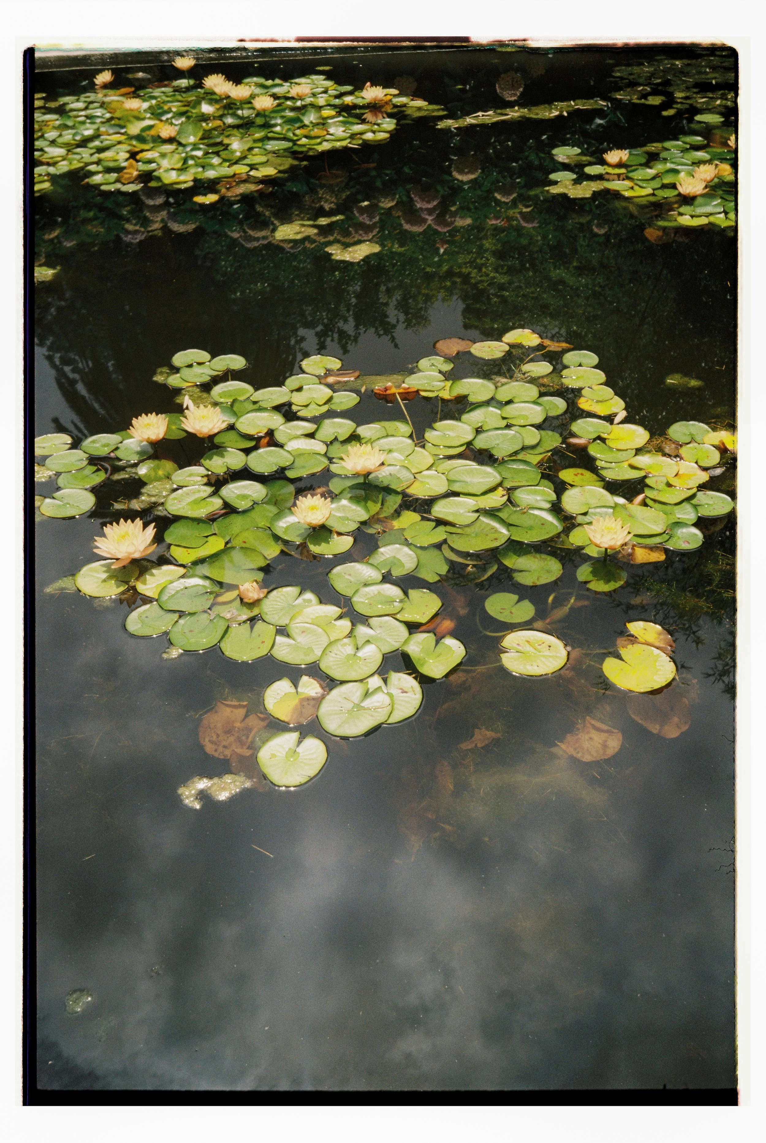 Hochzeitsfotografie Analog Köln 1.jpg