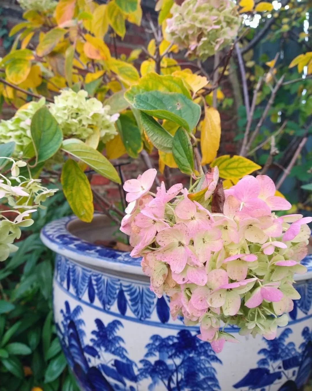 I know this puts me in the minority but I'm not a fan of Halloween, I find it aesthetically challenging 😅! But I am definitely a fan of autumn - the colours, the cosiness, the mad sunsets, even the darkness. Admittedly it's only November 1st so I mi