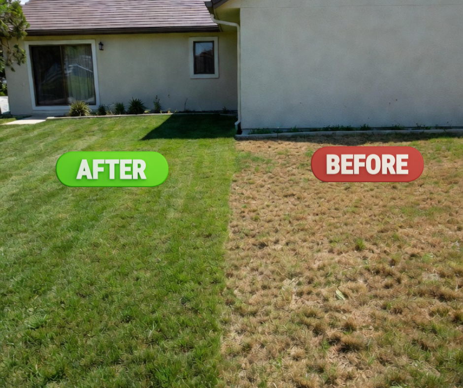 Chinch Bug Protection for Orlando &amp; Oviedo Lawns