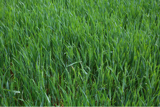 Renew Your Lawn: Expert Sod Installation Services in Lake Mary