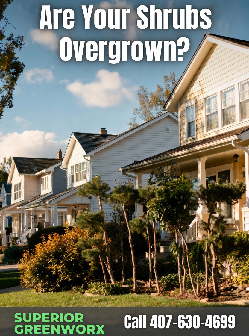 Shrub Care Oviedo: Keep Plants Healthy Year-Round