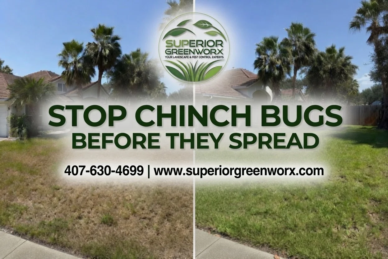 Chinch Bug Treatment Oviedo: Stop Turf Damage Fast