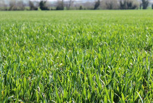 grass.png