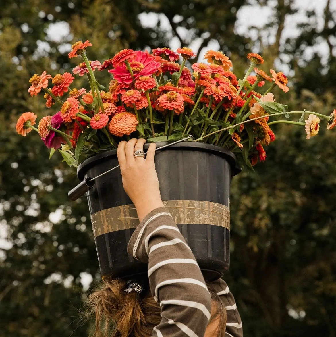 Burnt Fen Flowers 03 Bucket of Zinnias on Head.jpg