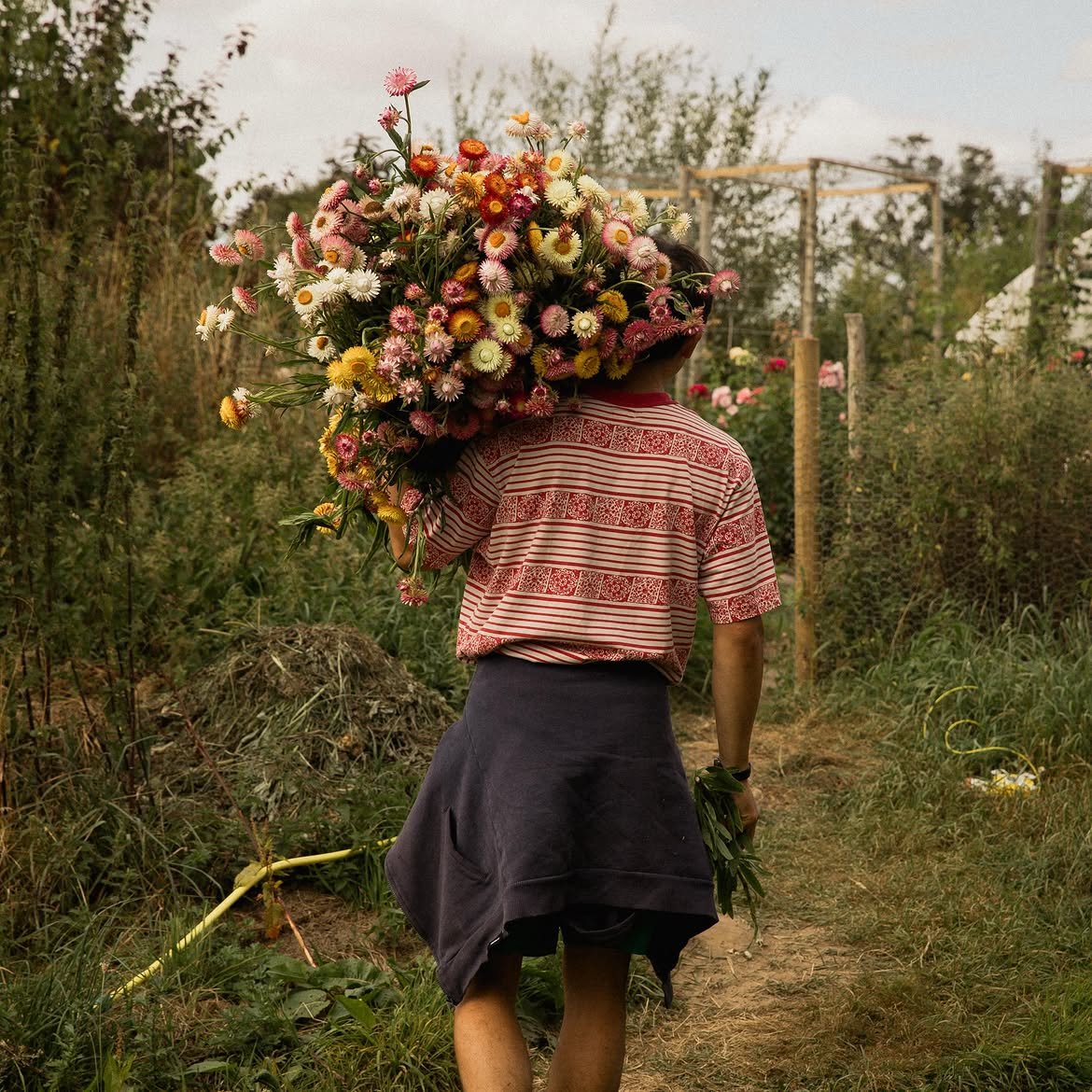 Burnt Fen Flowers 02 Carrying Armful of Dried Flowers.jpg