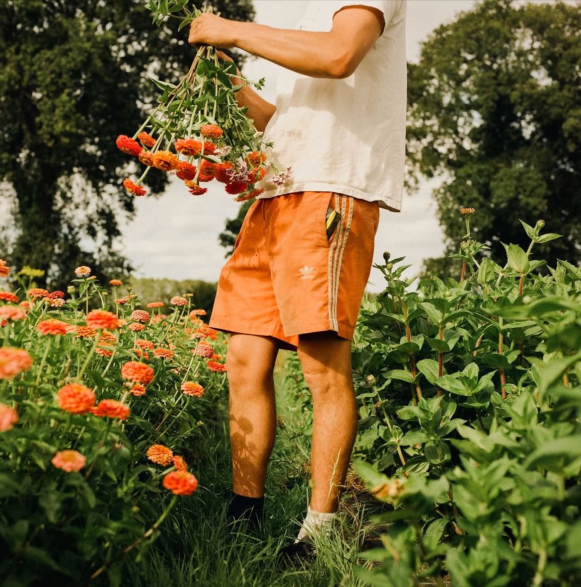 Burnt Fen Flowers 04 Picking Orange Zinnias.jpg