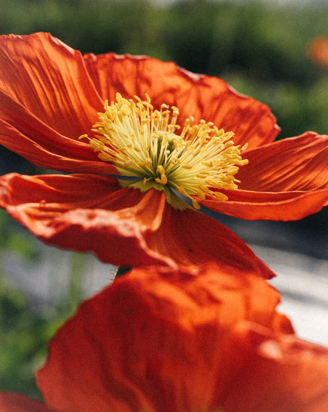 Burnt Fen Flowers 06 Red Poppy Close Up.jpg