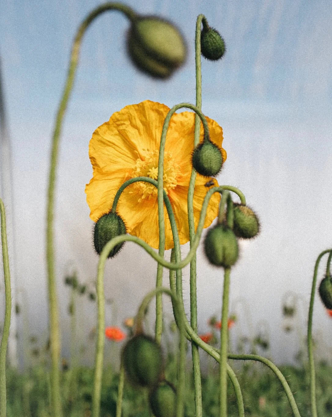 Burnt Fen Flowers 08 Yellow Poppy Buds in Polytunnel.jpg