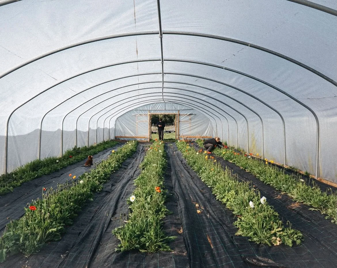 Burnt Fen Flowers 09 Polytunnel Flower Rows.jpg