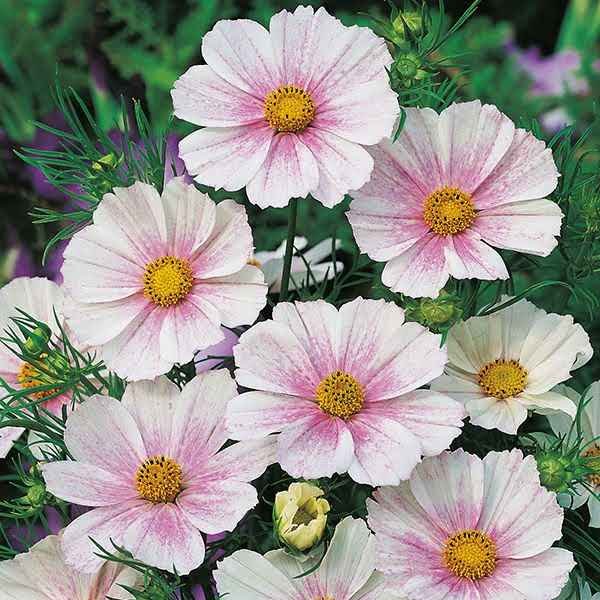 cosmos flush.jpg