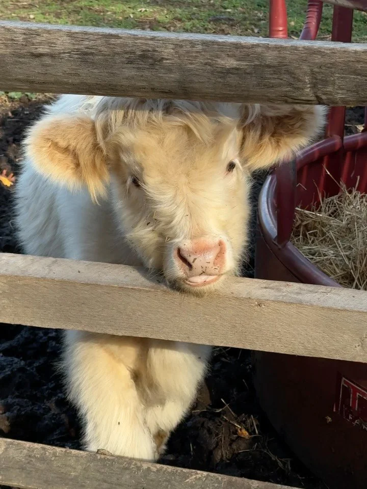 icymi, i met the cutest cow i&rsquo;ve ever seen in my life the other day. and i still can&rsquo;t stop thinking about her 🐮💘 not only does she look like a teddy bear, she has the most perfect pink nose and she&rsquo;s tiny (by cow standards).