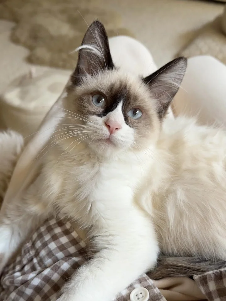 i&rsquo;m a couple days late, but celebrating 2 years of finni!!! the kitten that never grew up. our makes- -anything-a-toy and everything a game, please play with me, ball is life guy. you have such a big personality and always keep things interesti