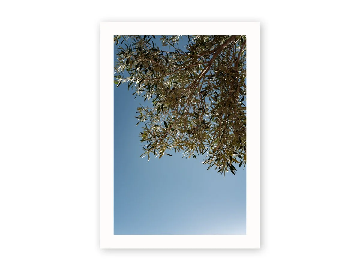 Olivenbaum.jpg