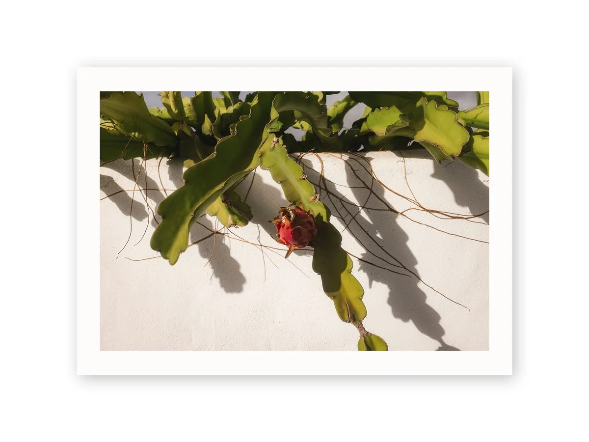 Drachenfrucht.jpg