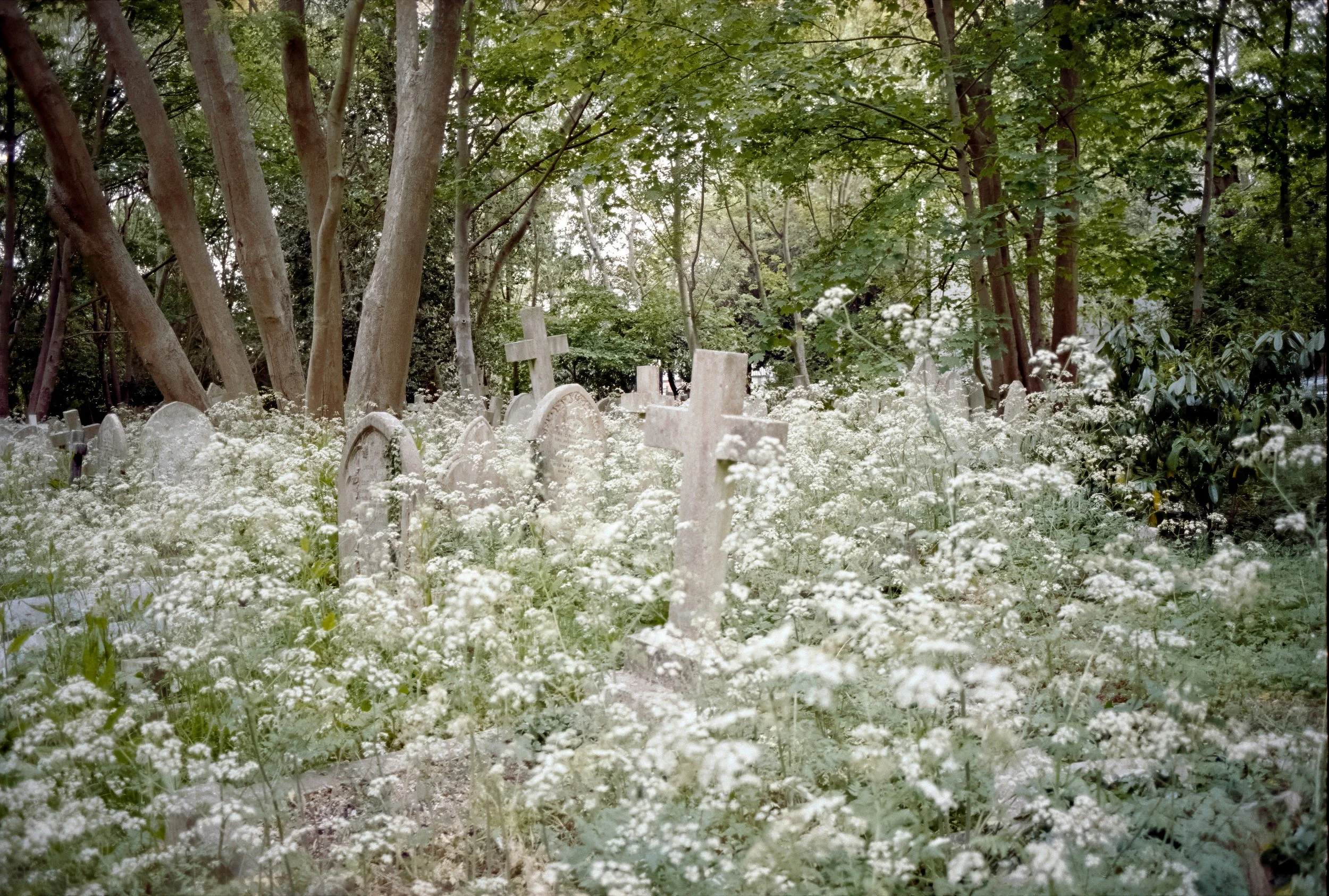 GRAVES IN SPRING FLOWERS | May 2026 | OM2 | Portra 400 (rated 160)  | 28mm f2.8
