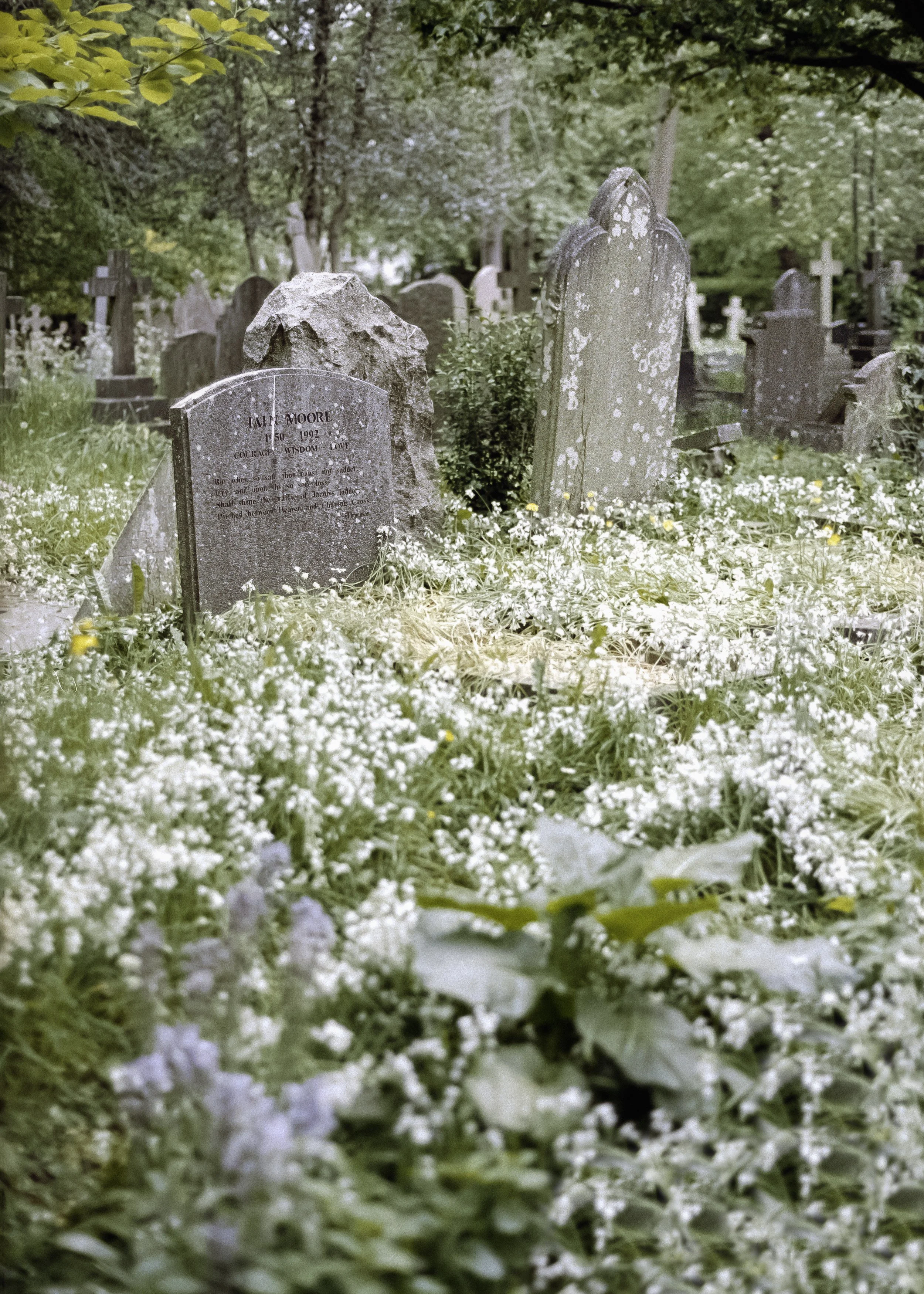 GRAVES IN SPRING FLOWERS | May 2026 | OM2 | Portra 400 (rated 160)  | 28mm f2.8