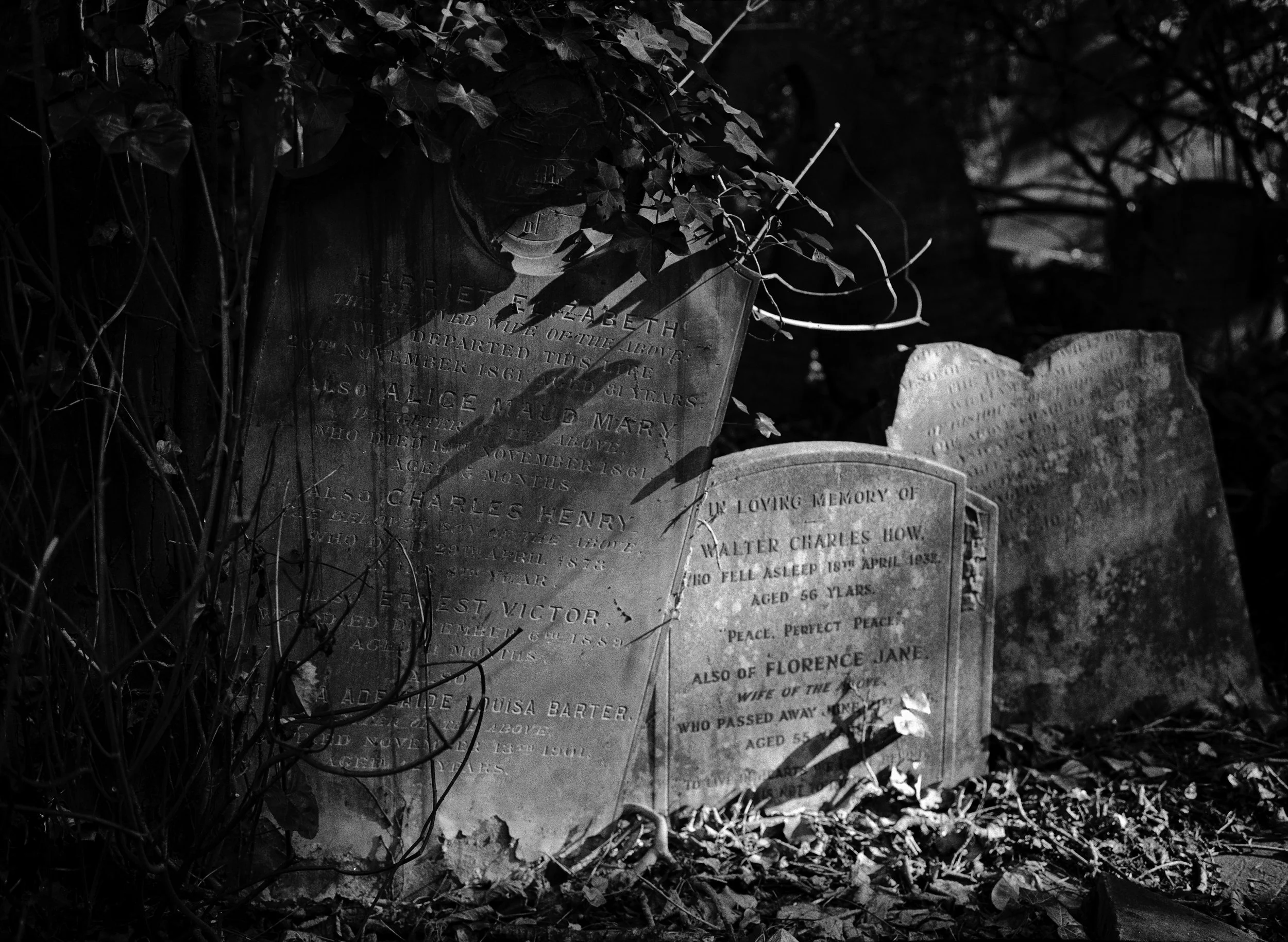 HEADSTONES IN SHADOW : Abney Park Cemetery, March 2026. Fuji GSW | Delta 100 (rated 50)  | 65mm f5.6