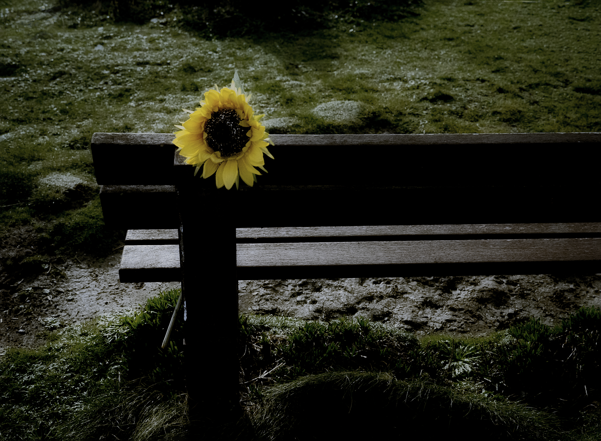 Sunflower on Bench | Portland Bill