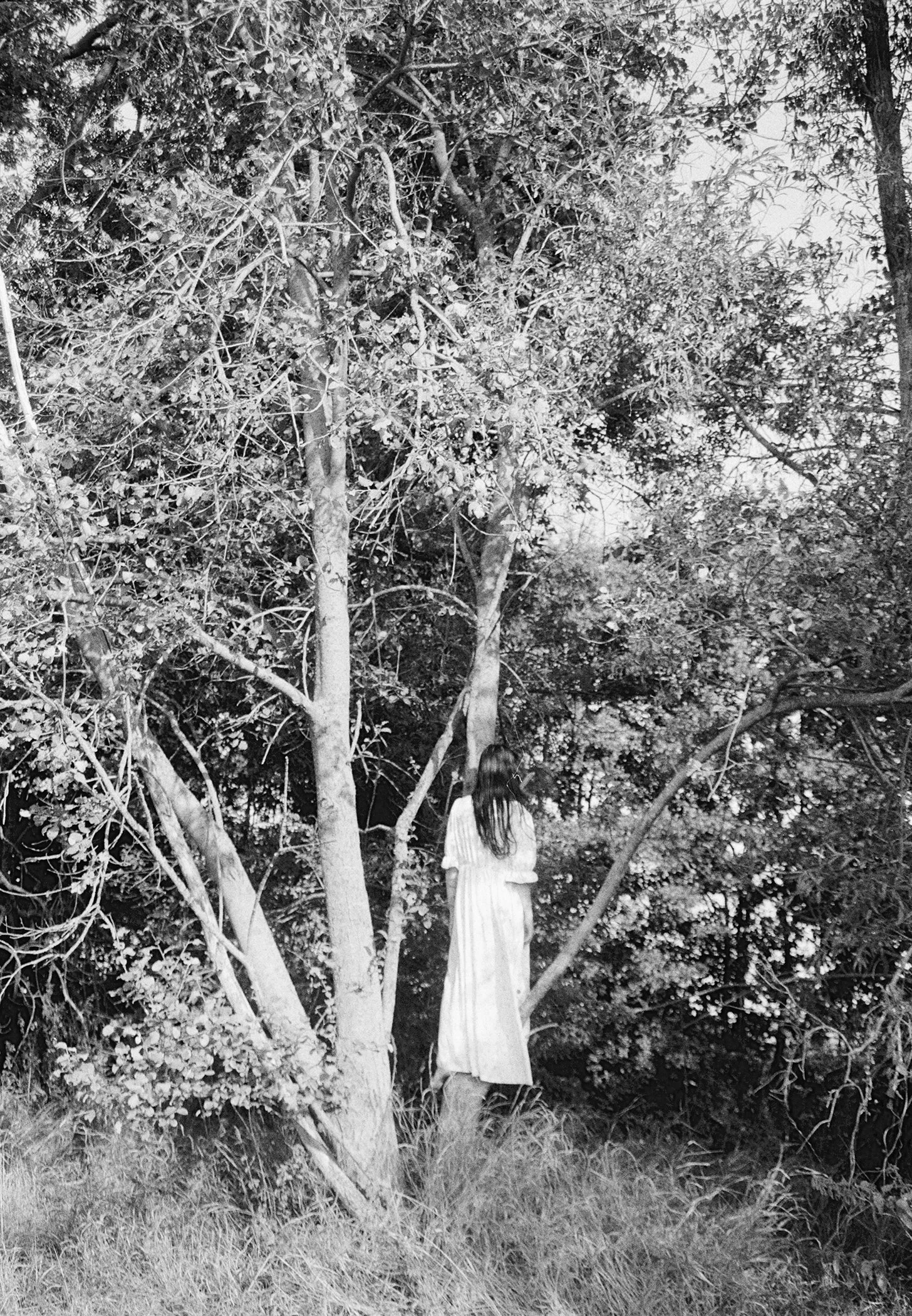 treeé.jpg