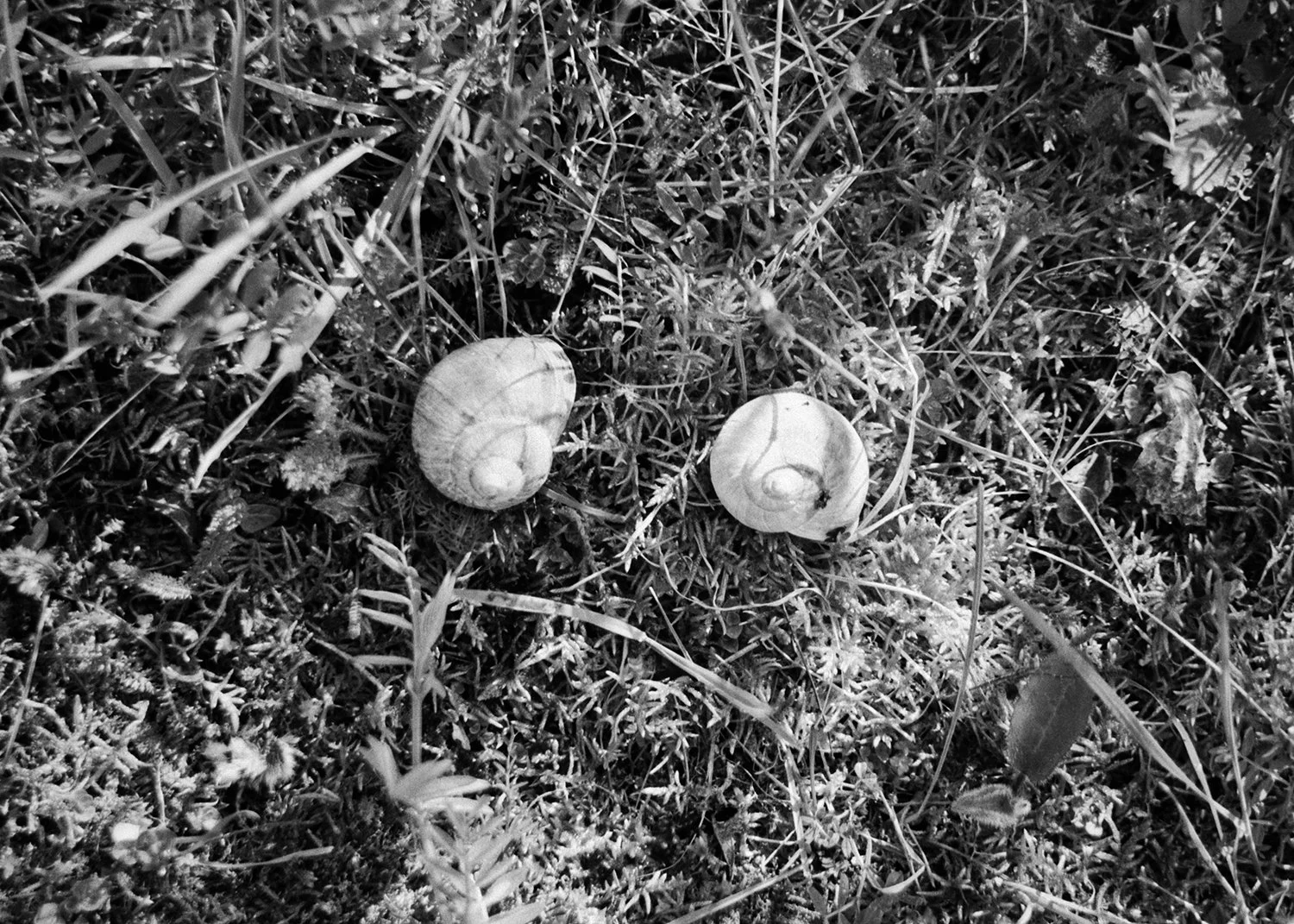 snails13.jpg