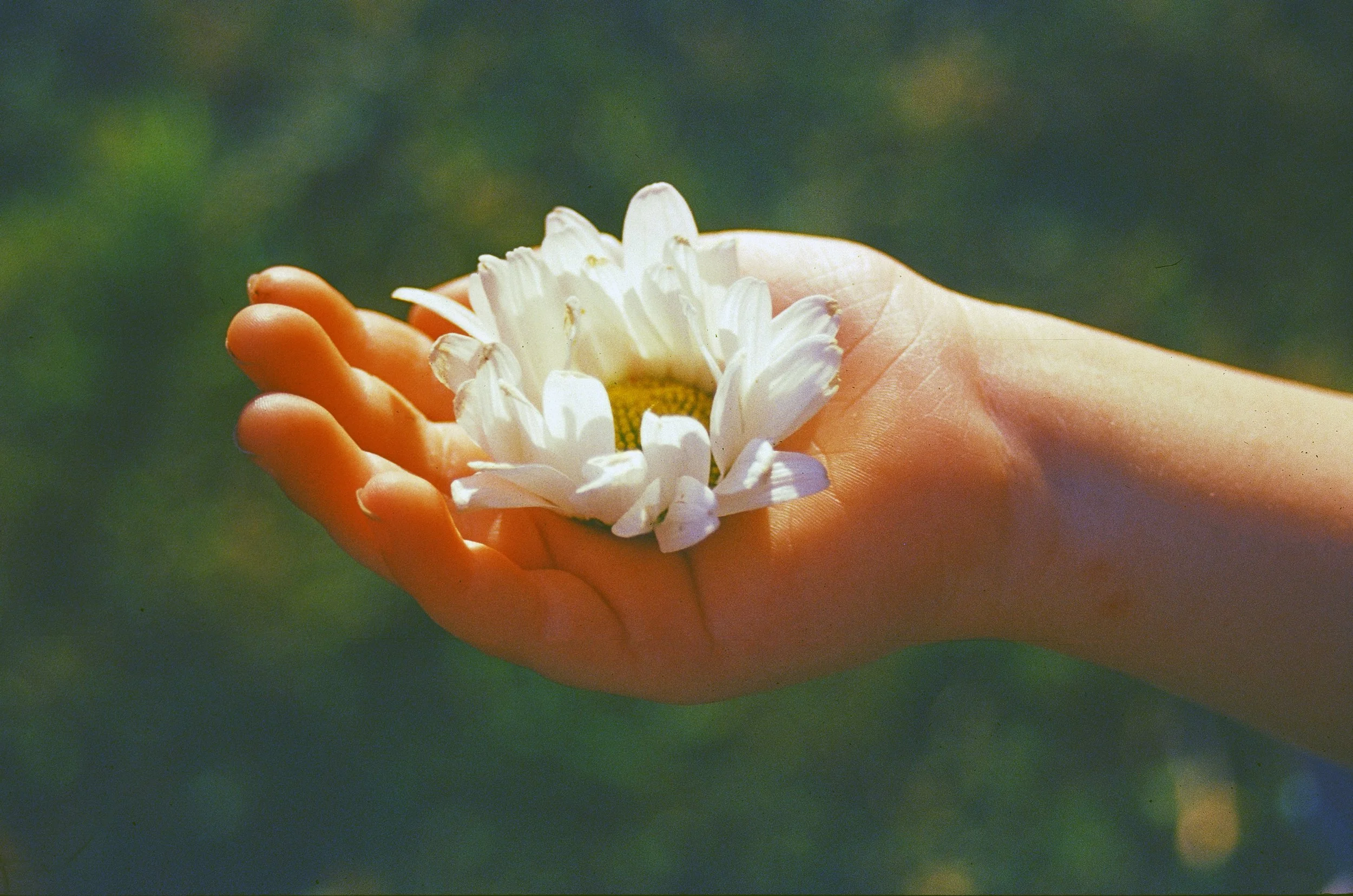 daisiehand2.jpg