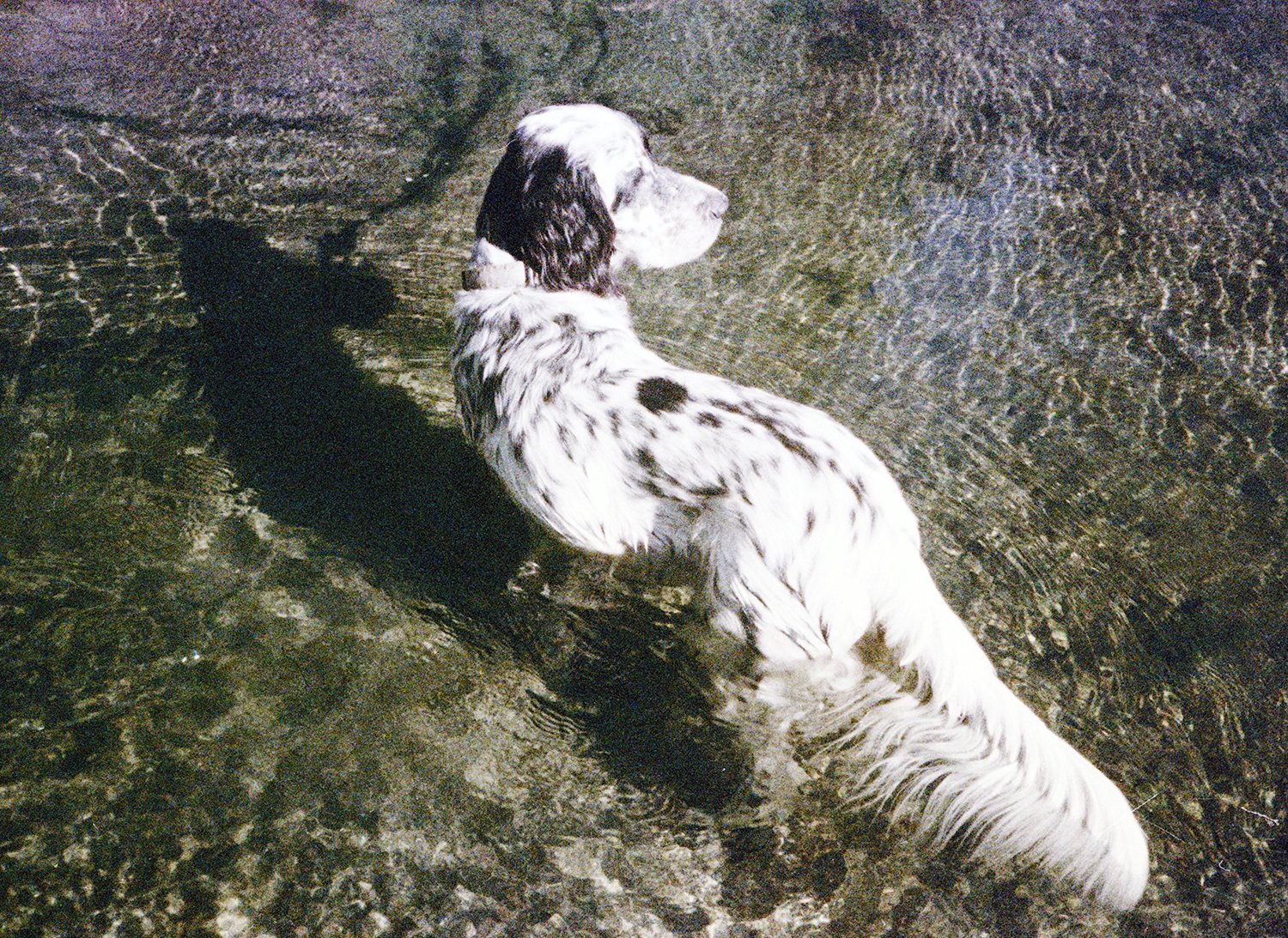 dog21.jpg