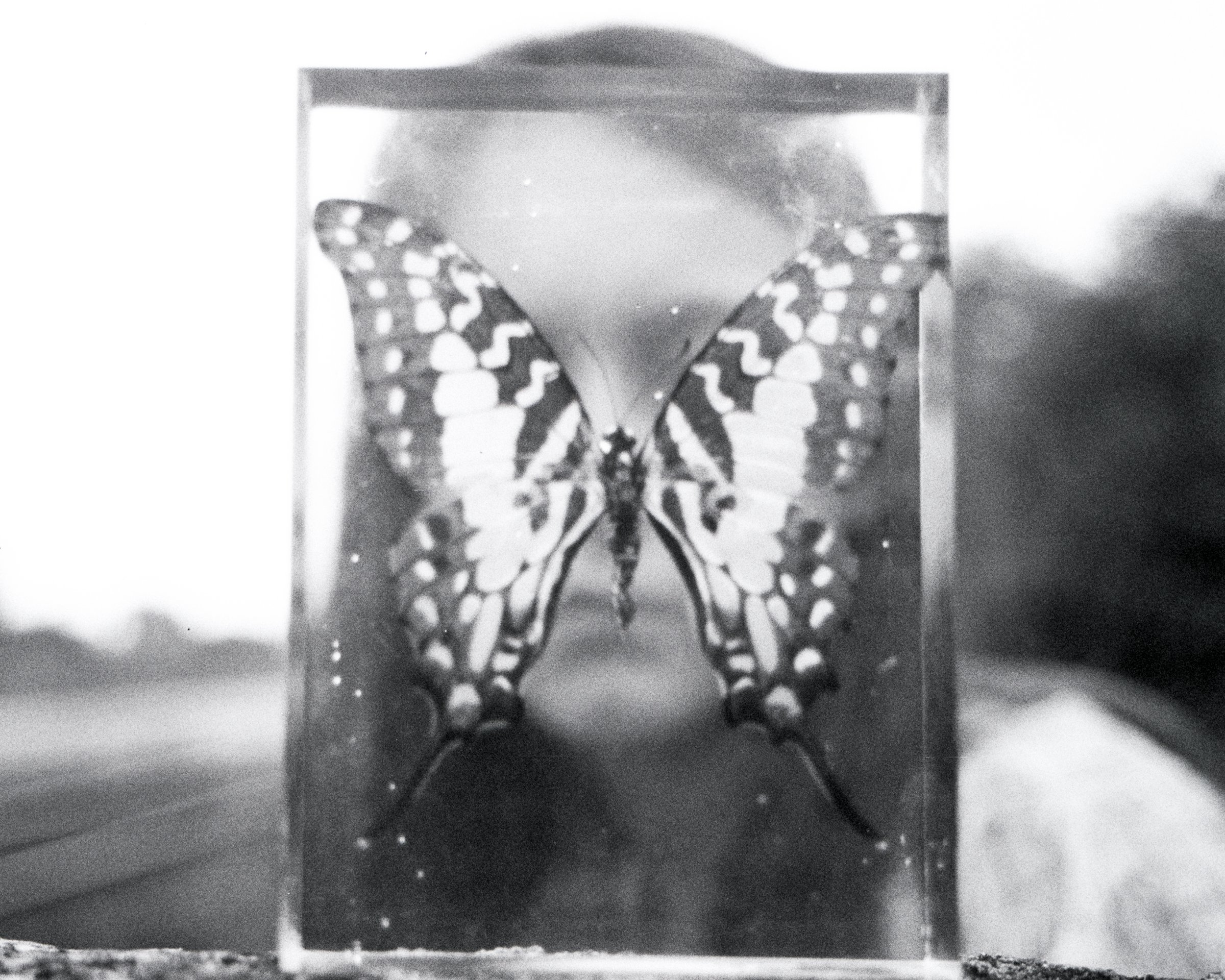 portrait through glass butterfly2.jpg