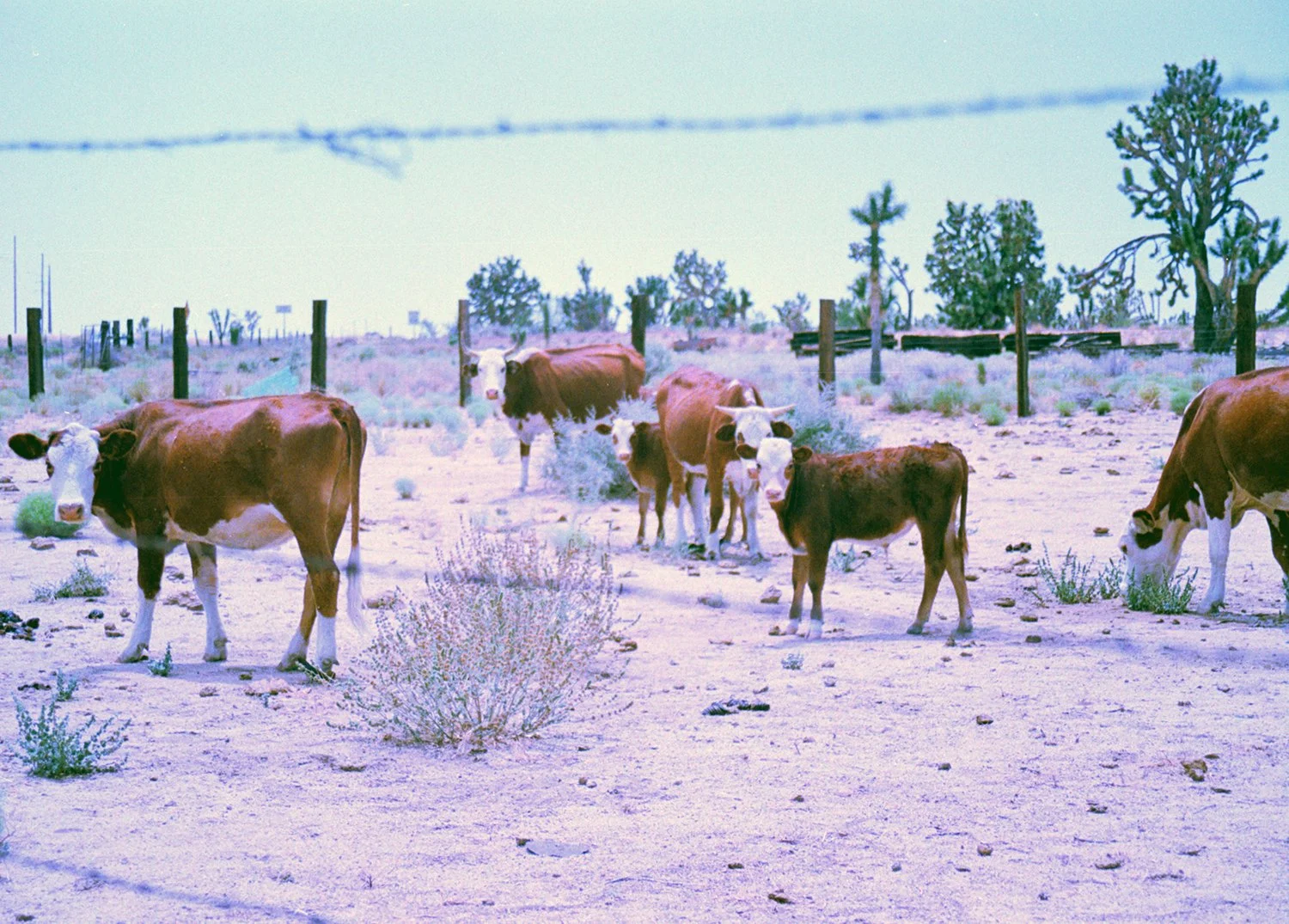 cows5e.jpg
