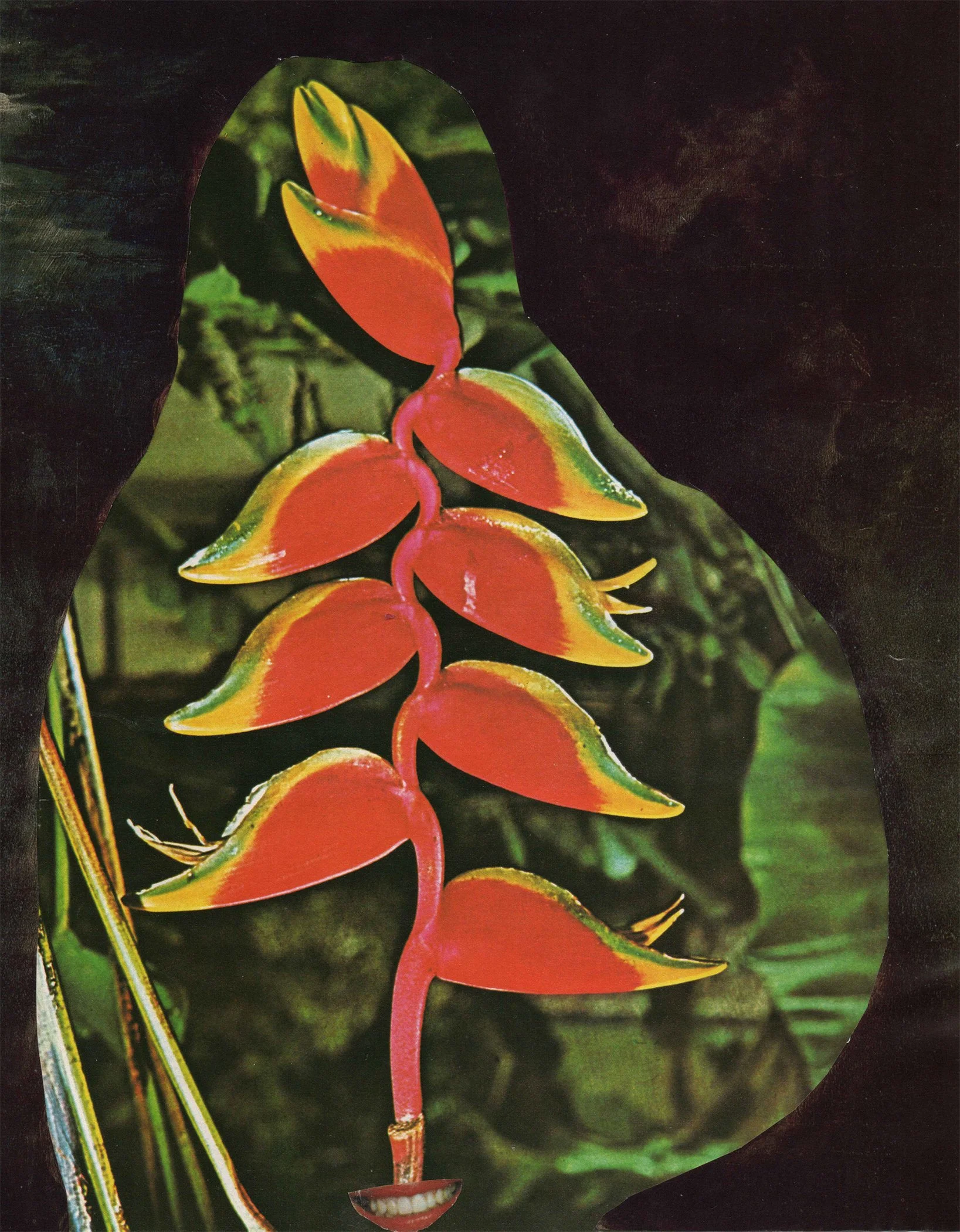 plantesil2.jpg