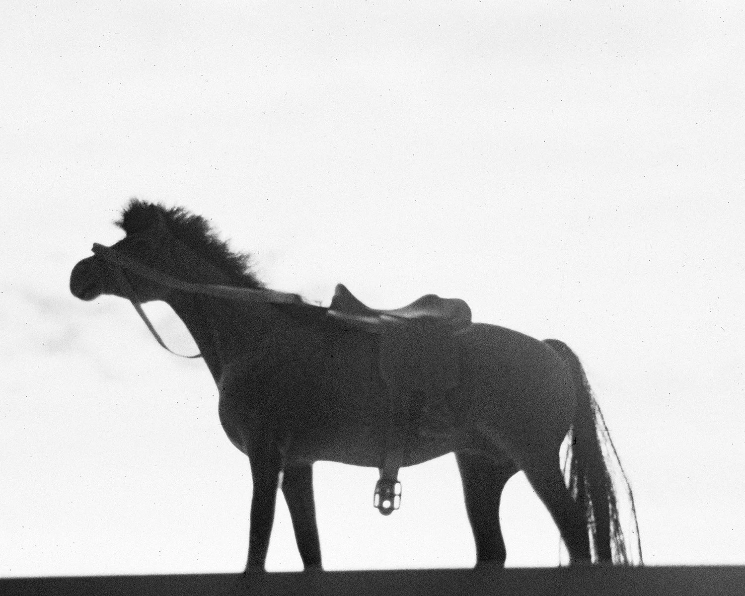 horse(477.jpg