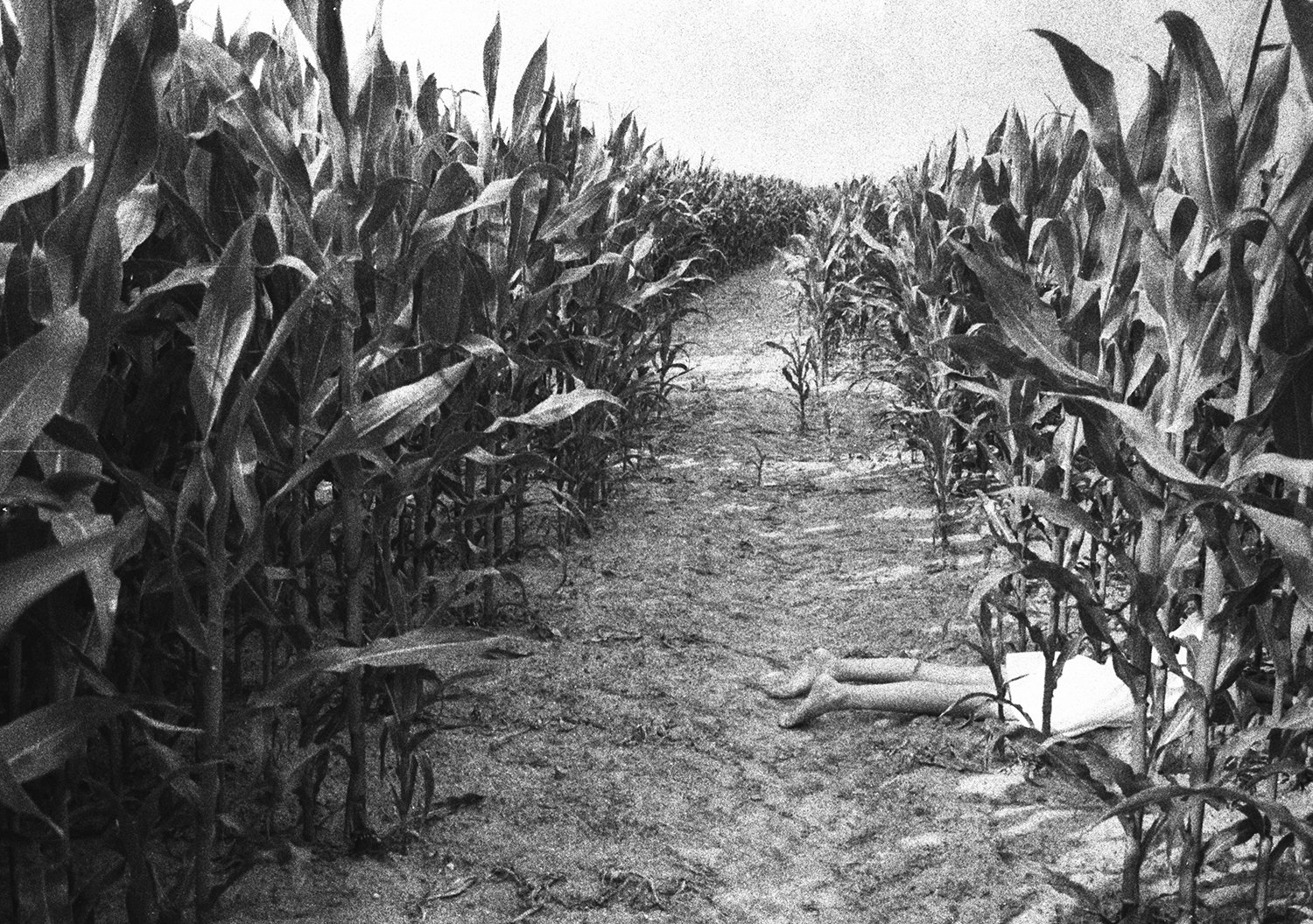 hiding in corn2.jpg