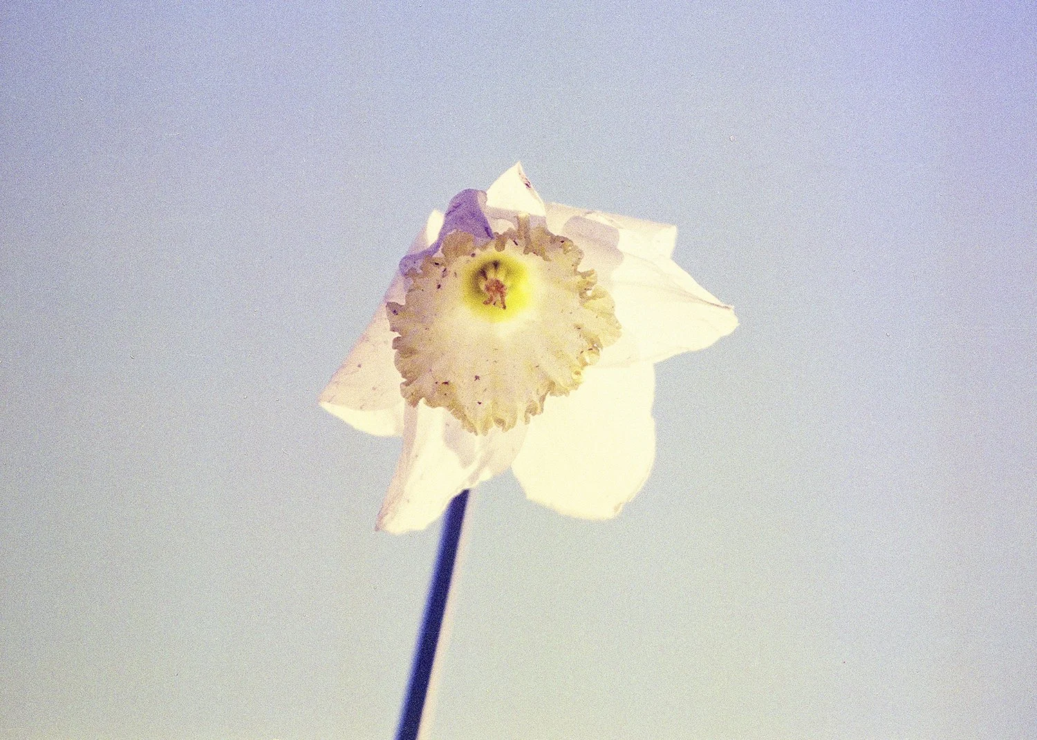 FLOWER13.jpg
