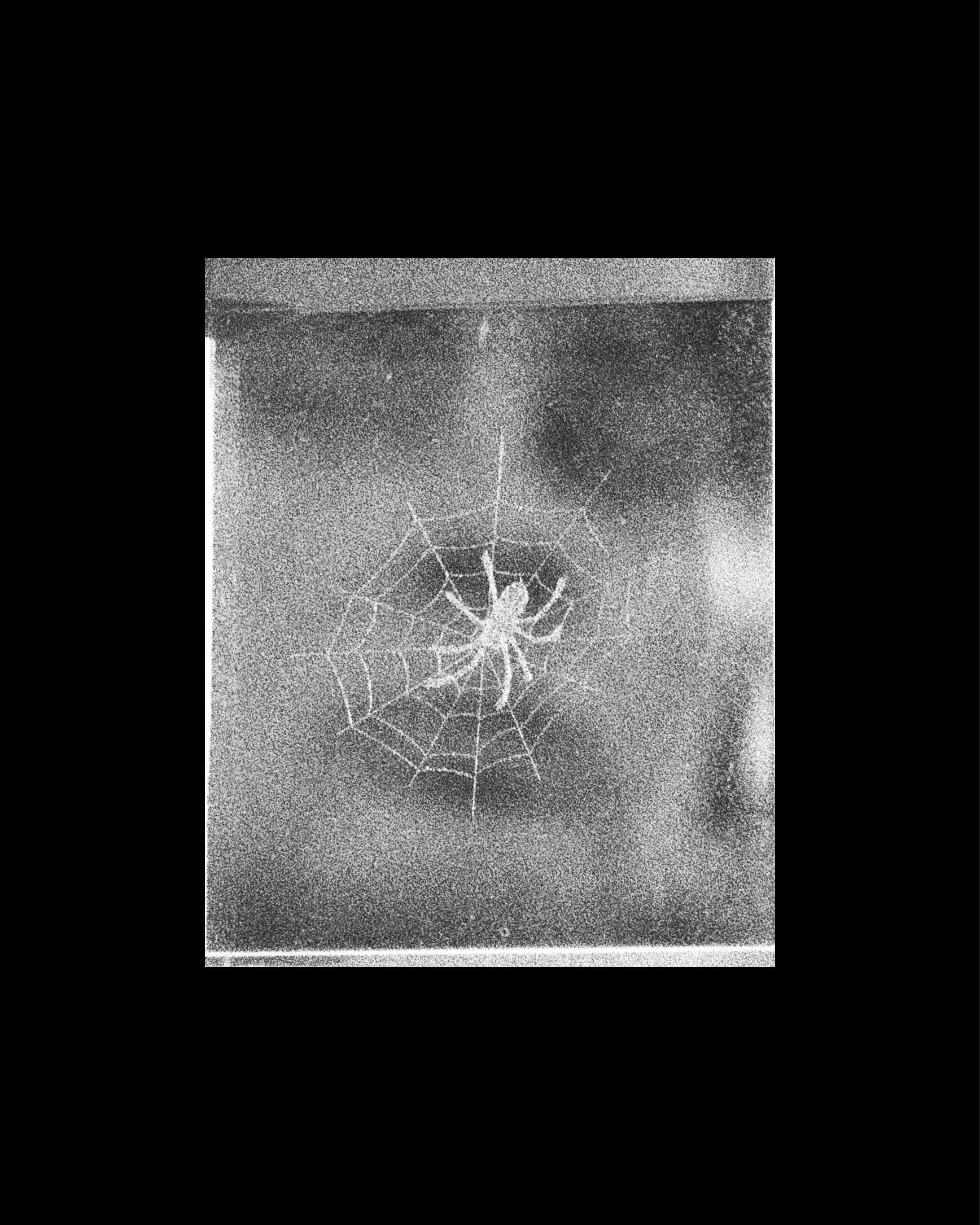 visagecobweb copy.jpg