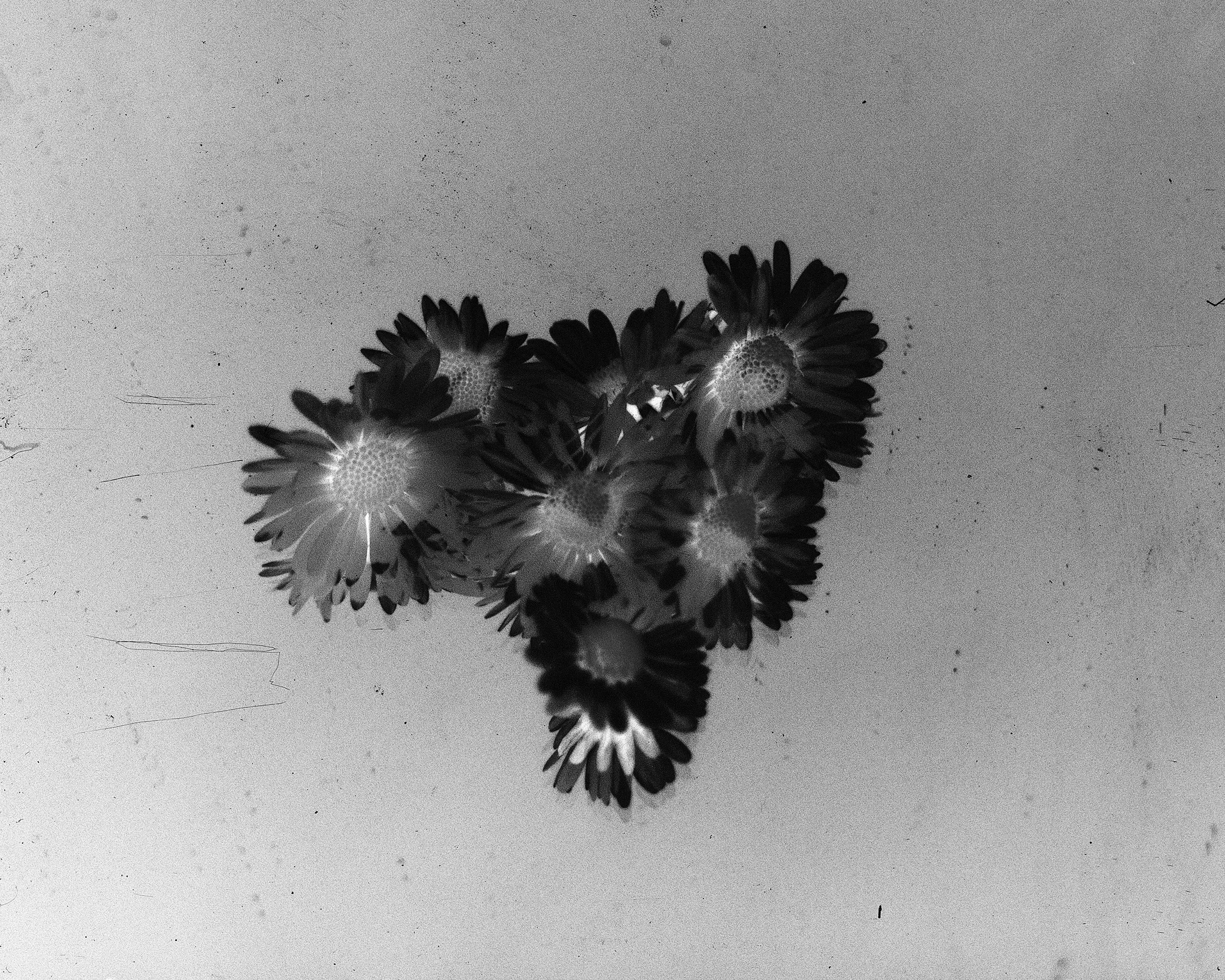 negativedaisies2.jpg