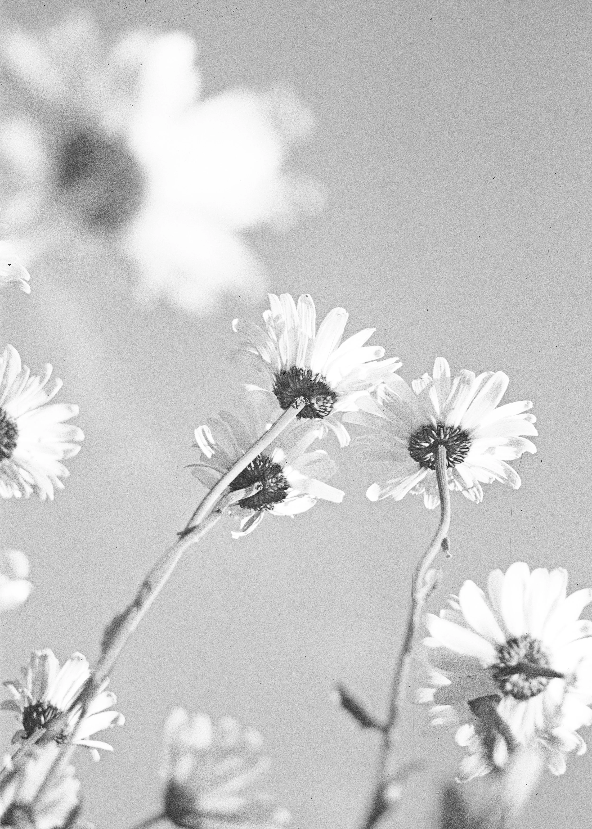 daisiecielo.jpg